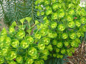 Euphorbia characias